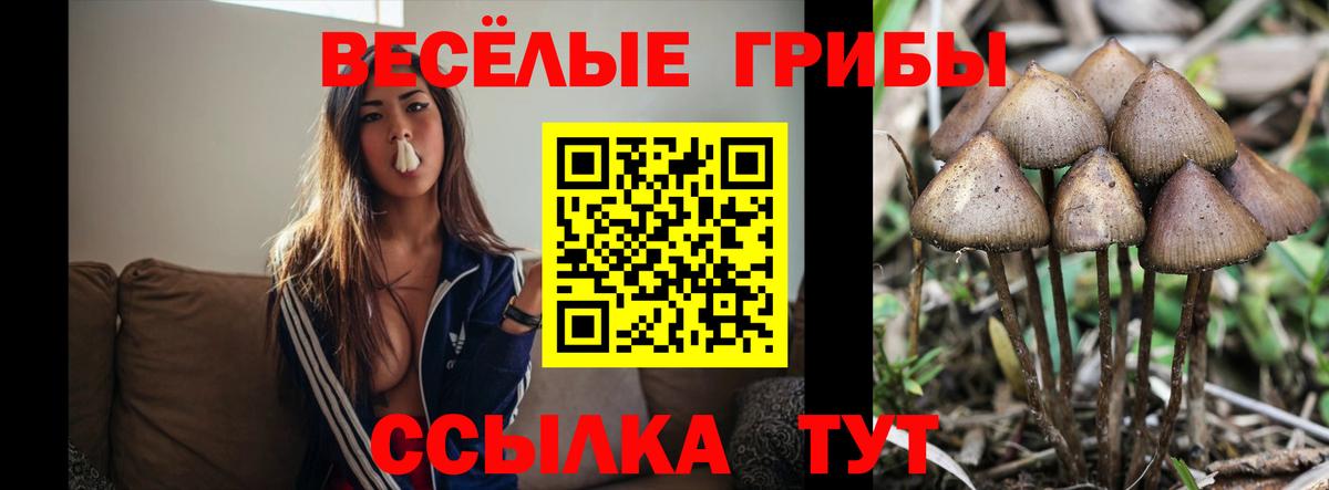 Галлюциногенные грибы прущие грибы  Вход с VPN  купить  цена  Горячий Ключ 